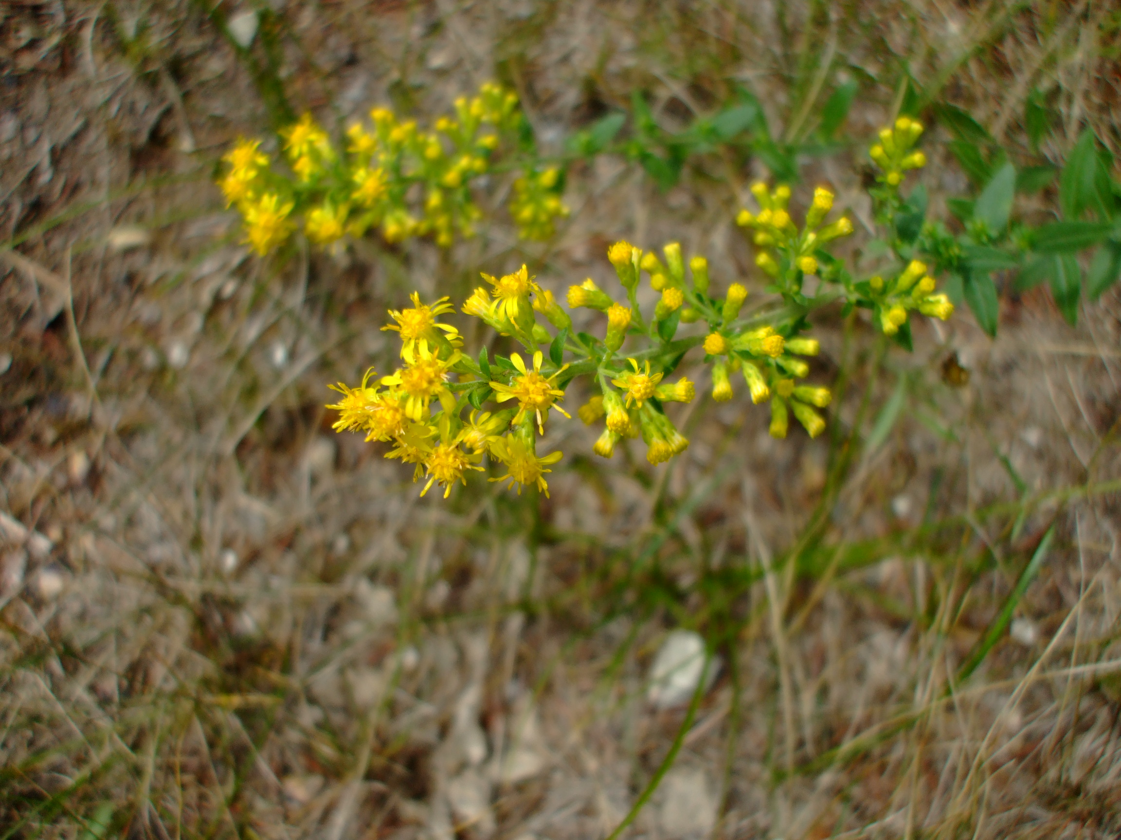 Solidago hispida